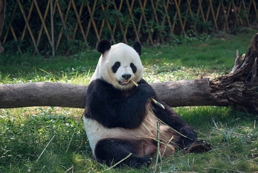 梦见熊猫预示什么(梦见熊猫是什么预兆)?